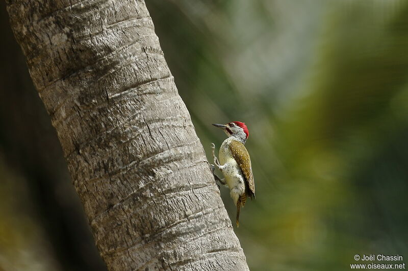 Fine-spotted Woodpecker, identification