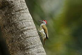 Fine-spotted Woodpecker