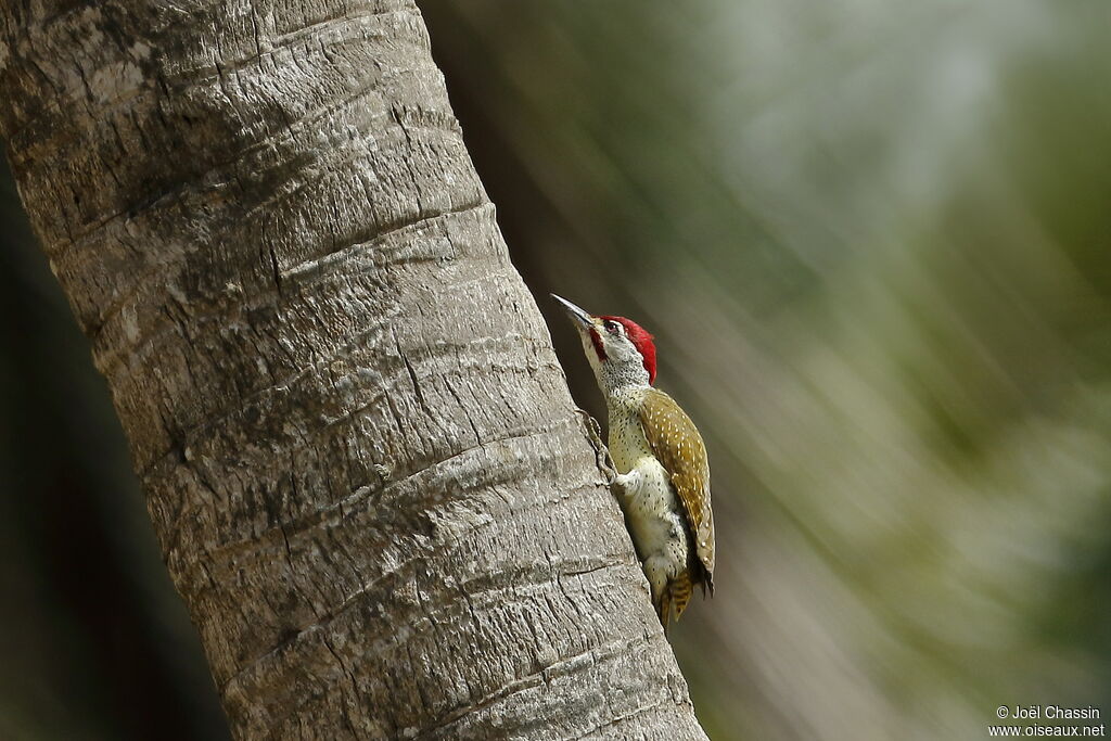 Fine-spotted Woodpecker, identification