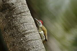 Fine-spotted Woodpecker