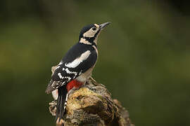 Great Spotted Woodpecker