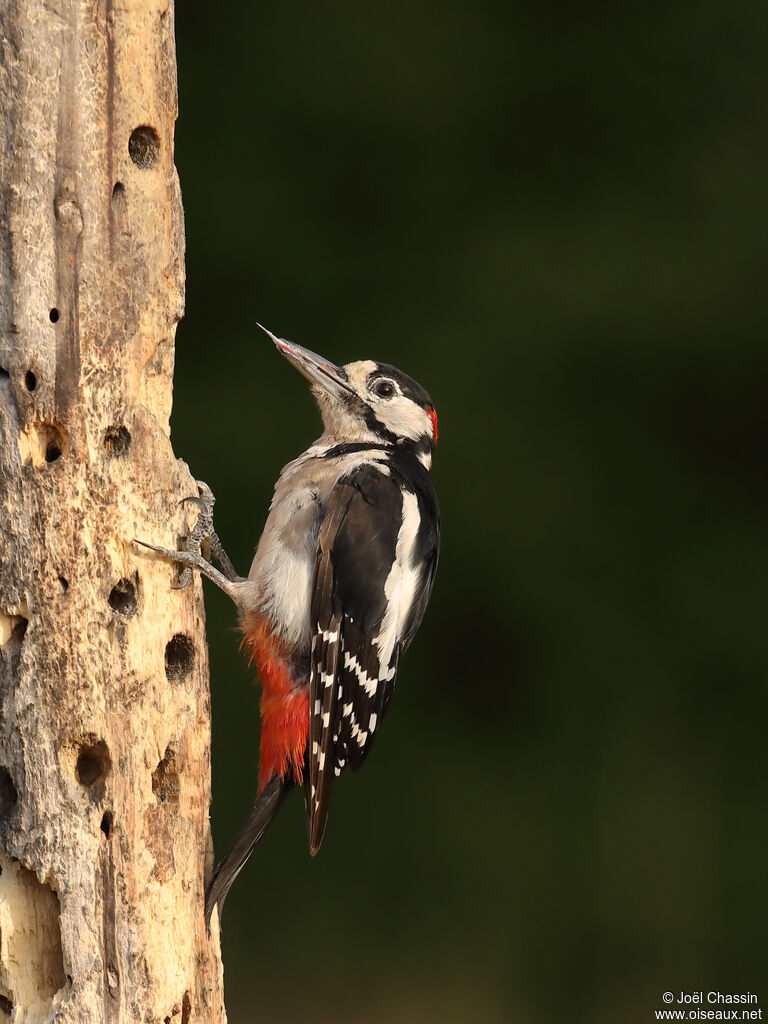 Pic épeiche mâle, identification