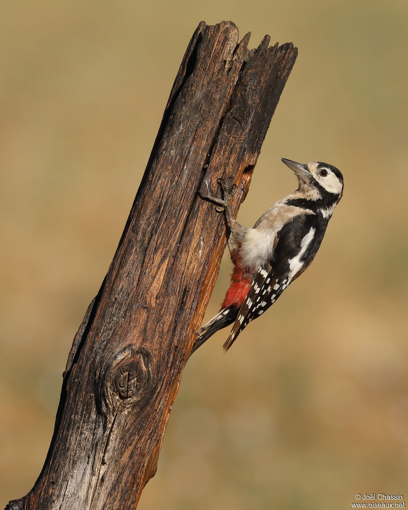 Great Spotted Woodpecker female, identification