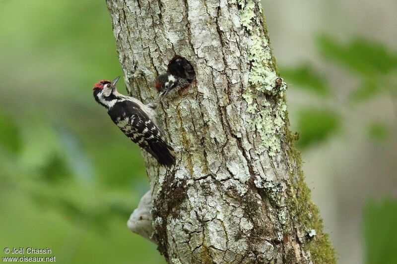 Lesser Spotted Woodpecker, identification
