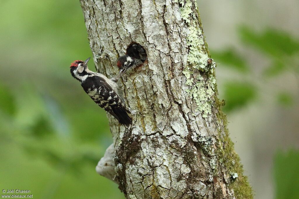 Lesser Spotted Woodpecker, identification