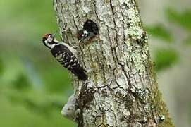 Lesser Spotted Woodpecker