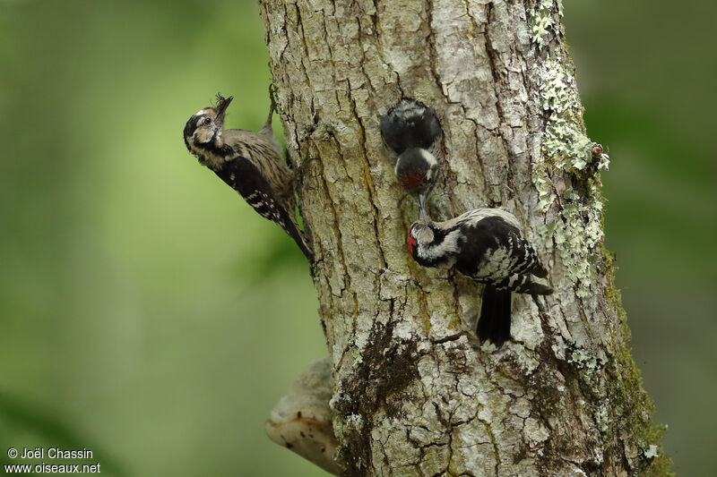 Lesser Spotted Woodpecker, identification, eats