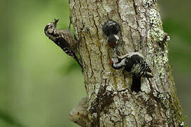 Lesser Spotted Woodpecker