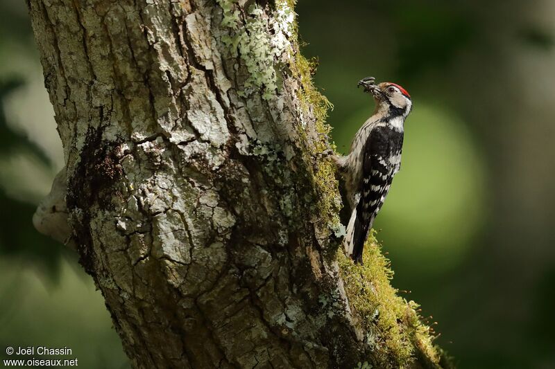 Lesser Spotted Woodpecker, identification