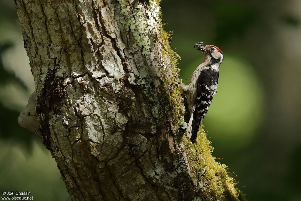 Lesser Spotted Woodpecker, identification