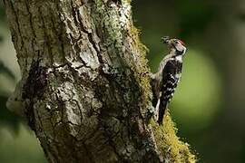 Lesser Spotted Woodpecker