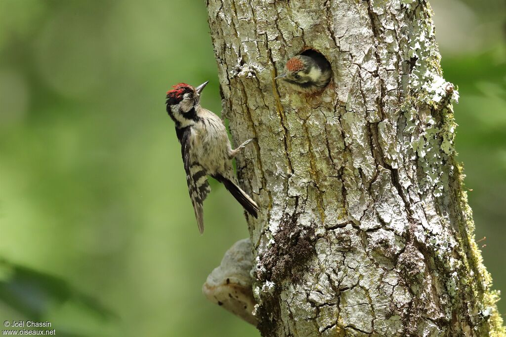 Lesser Spotted Woodpecker, identification