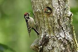 Lesser Spotted Woodpecker