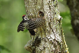 Lesser Spotted Woodpecker