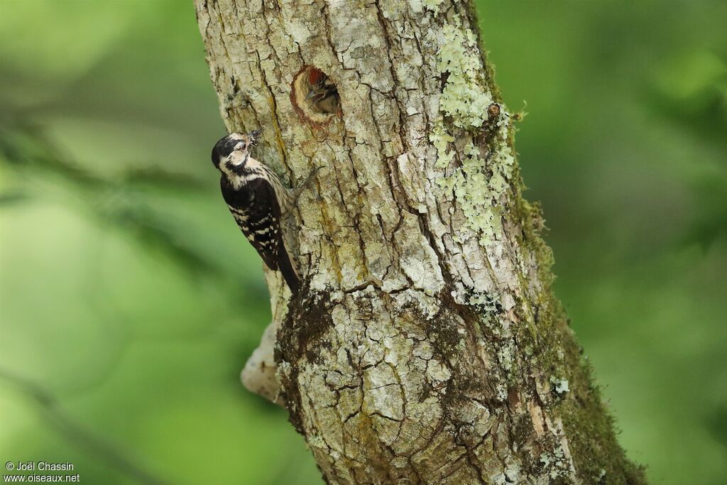 Pic épeichette, identification