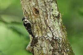 Lesser Spotted Woodpecker