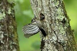 Lesser Spotted Woodpecker