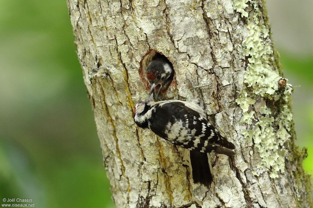 Lesser Spotted Woodpecker, identification