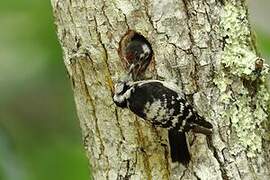 Lesser Spotted Woodpecker