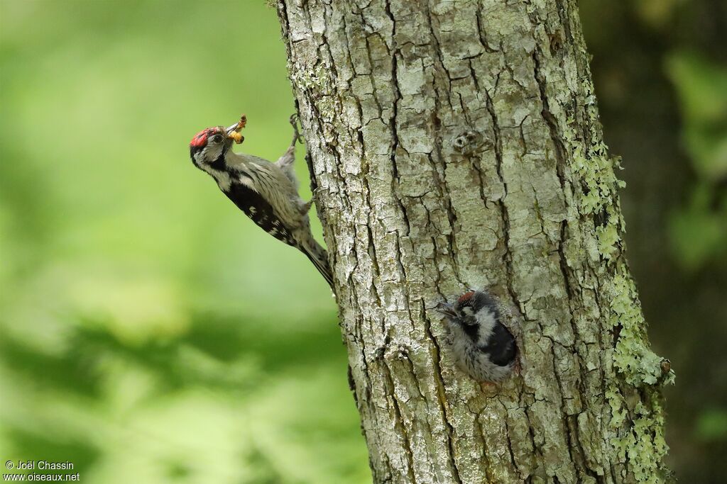 Pic épeichette, identification