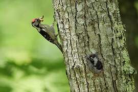 Lesser Spotted Woodpecker