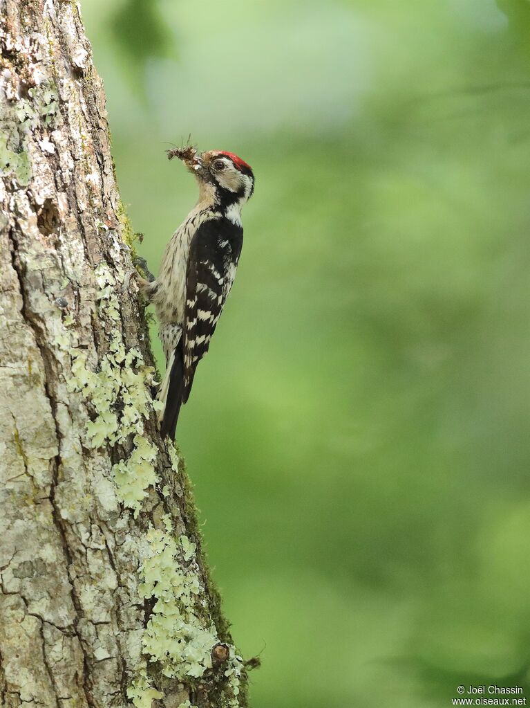 Lesser Spotted Woodpecker, identification