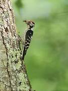 Lesser Spotted Woodpecker