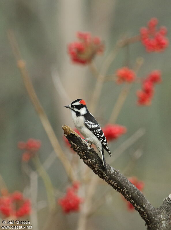 Downy Woodpecker male adult, identification, aspect