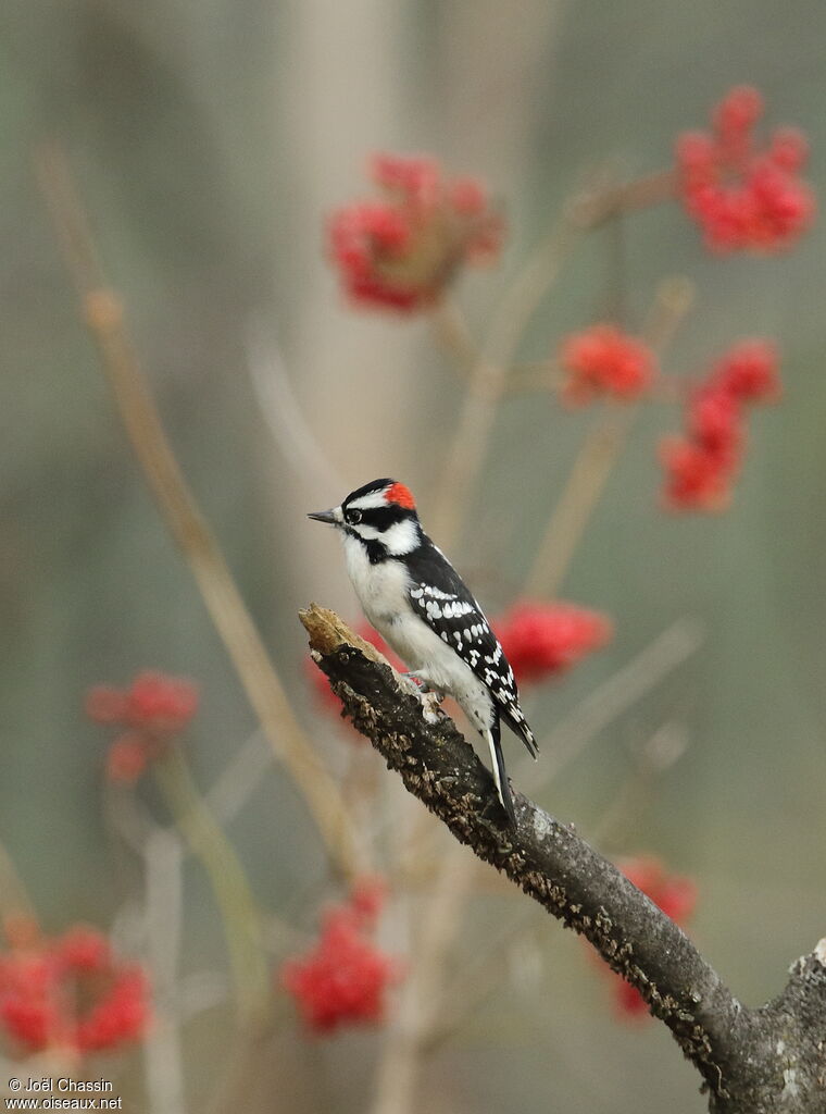 Downy Woodpecker male adult, identification, aspect