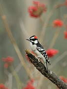 Downy Woodpecker