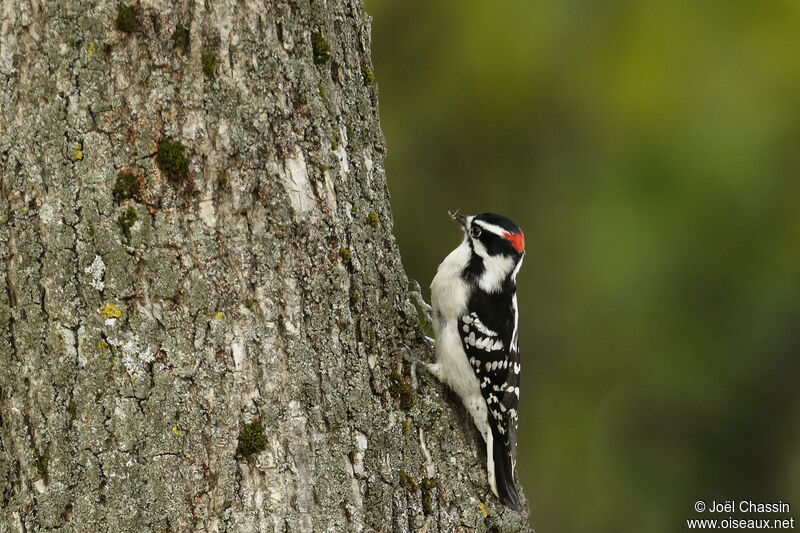 Downy Woodpecker, identification
