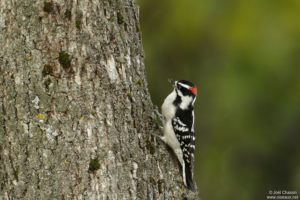 Downy Woodpecker, identification