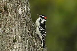 Downy Woodpecker