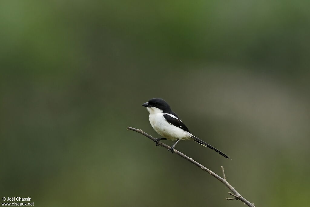 Pie-grièche à dos noir, identification