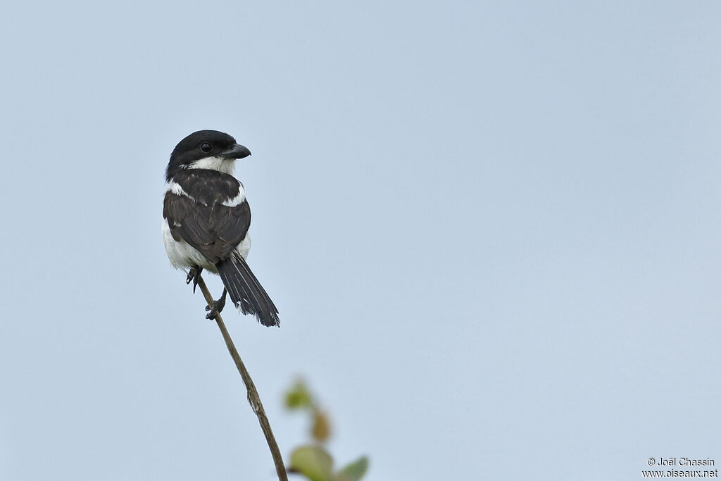 Pie-grièche à dos noir, identification