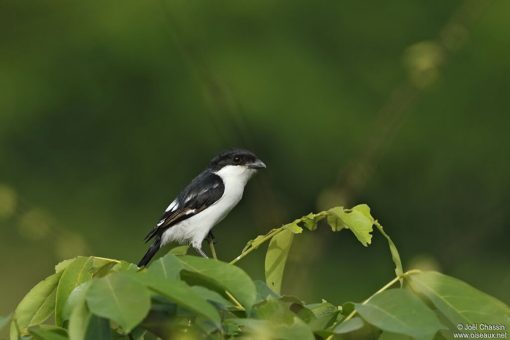 Northern Fiscal, identification