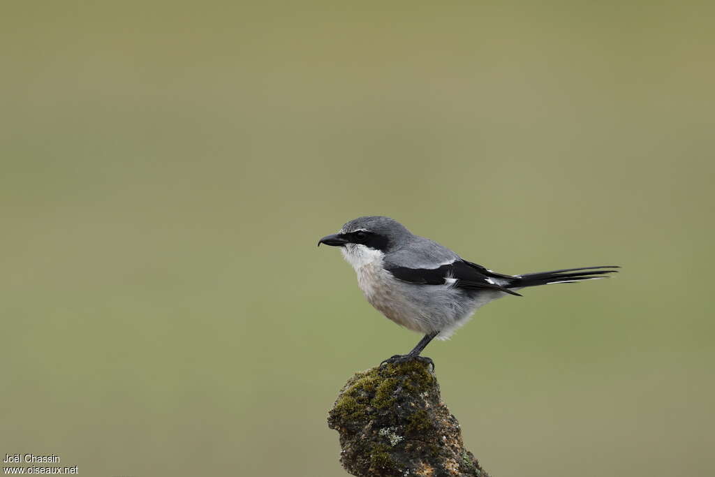 Pie-grièche méridionaleadulte, identification