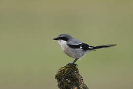 Iberian Grey Shrike