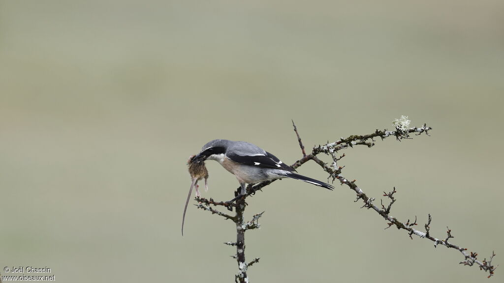 Iberian Grey Shrike, identification