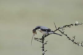 Iberian Grey Shrike