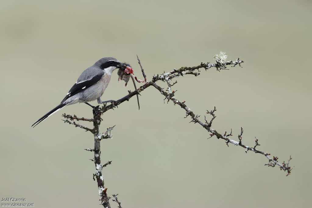 Iberian Grey Shrikeadult, feeding habits