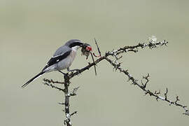 Iberian Grey Shrike