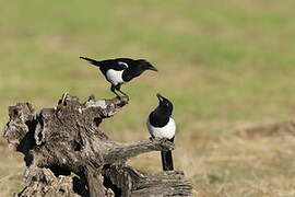 Eurasian Magpie