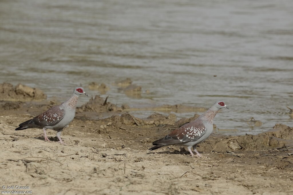 Pigeon roussard, identification