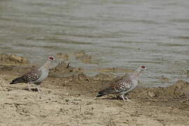 Speckled Pigeon