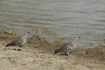 Pigeon roussard