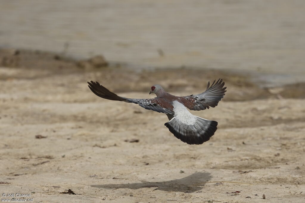 Pigeon roussard, identification