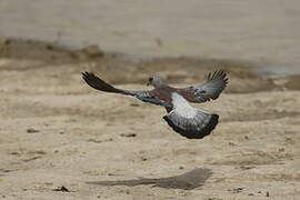 Speckled Pigeon