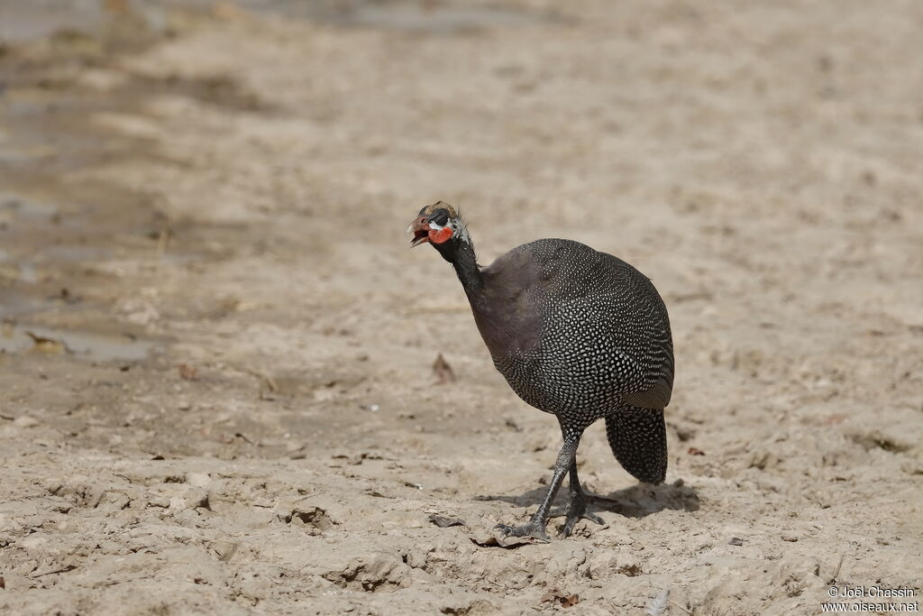 Helmeted Guineafowl, identification