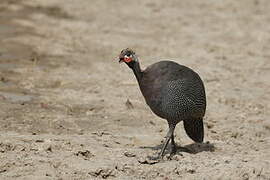 Helmeted Guineafowl